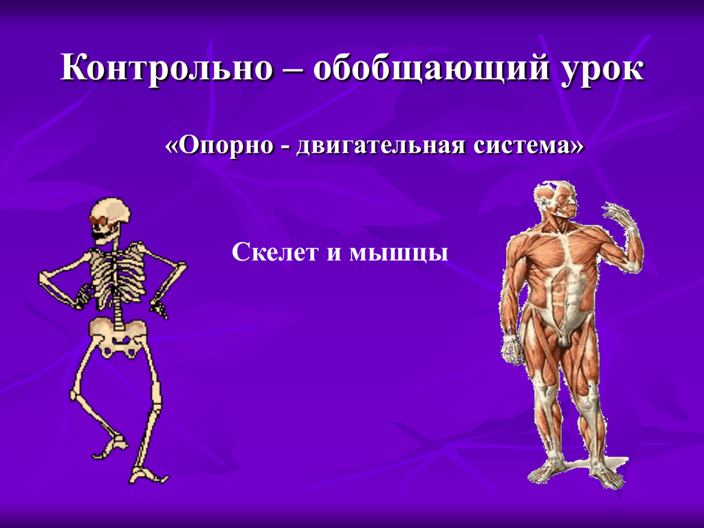 Двигательная система человека 4 класс. Опорно двигательная система. Скелет человека. Скелет человека обобщающий урок. Биология тест опорно двигательная система мышцы.
