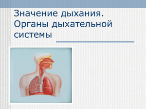 Значение дыхания. Органы дыхательной системы