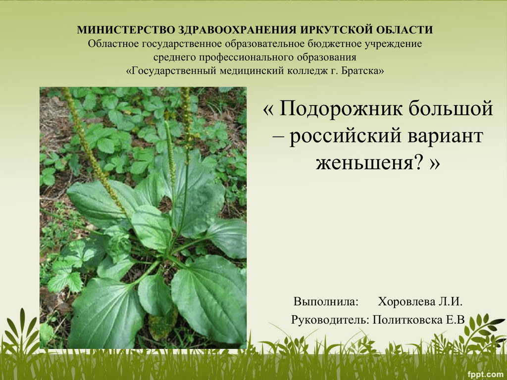 Почему растение подорожник так назвали. Лекарственные растения Иркутской области. Лекарственные растения в Иркутске. Подорожник большой среда обитания.