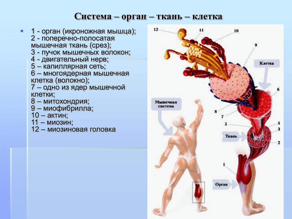 Ткани органы системы органов животных. Системы органов. Ткани органы и системы органов. Клетка ткань орган система органов. Организм система органов и клеток.