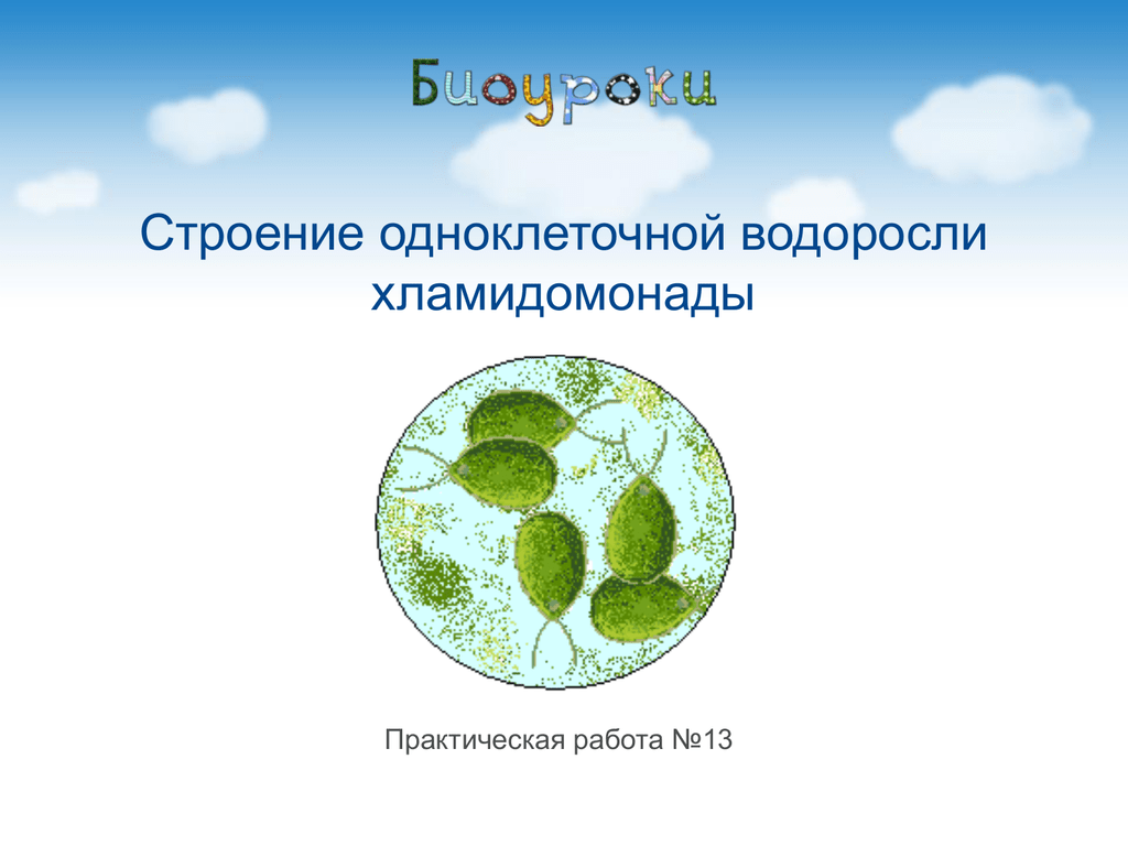 Одноклеточная зеленая водоросль хламидомонада. Одноклеточные водоросли. Строение одноклеточной водоросли хламидомонады. Одноклеточные зеленые водоросли. Строение одноклеточных водорослей.