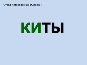 Киты - liveinternet.ru