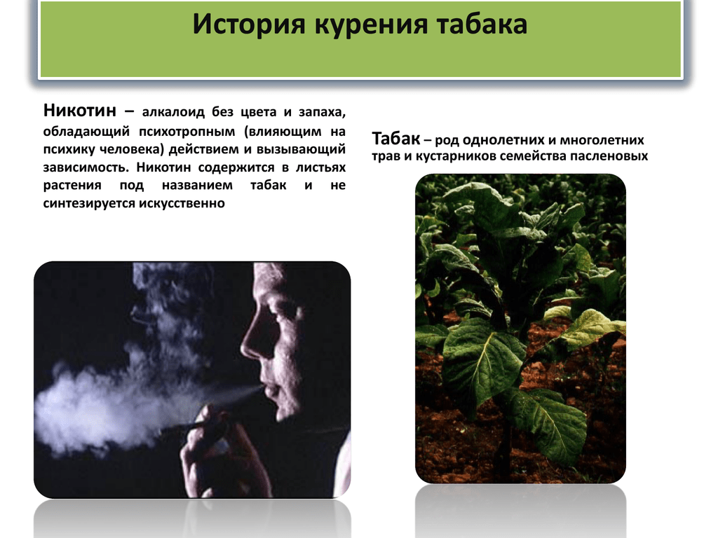 История табака презентация