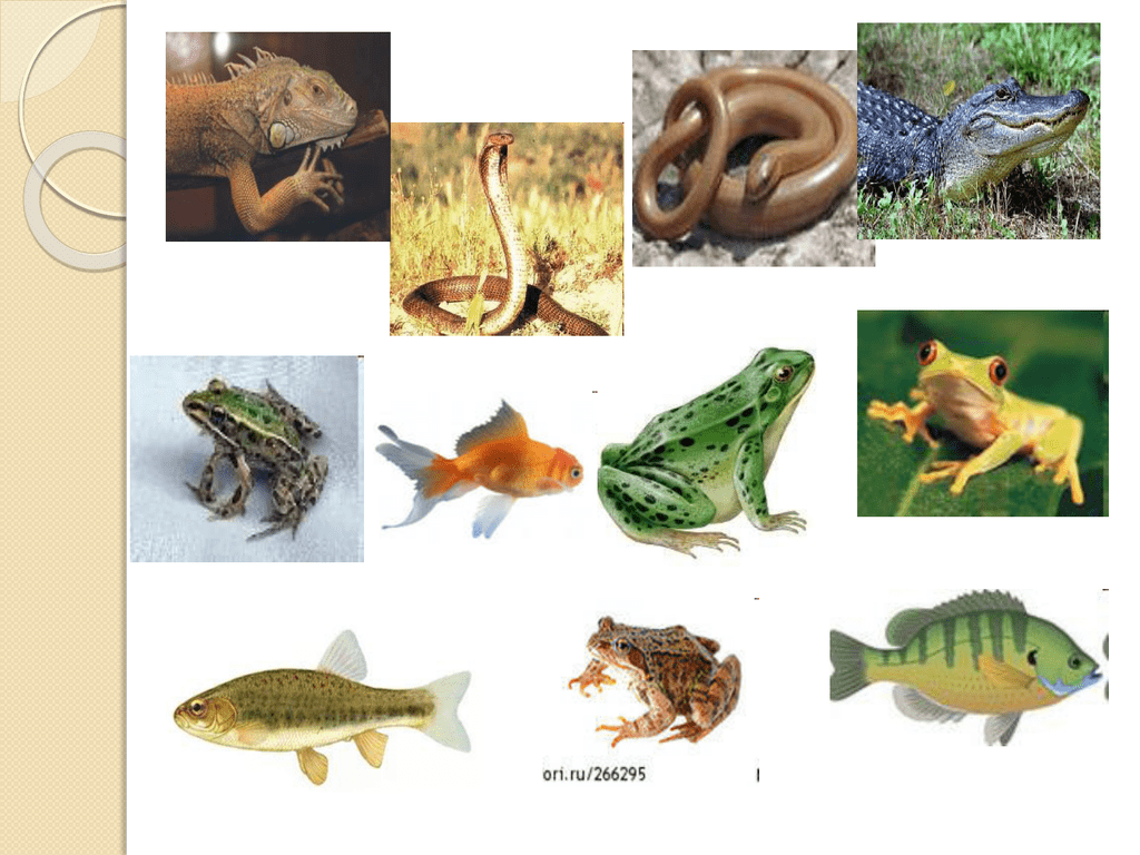 Царство животные рыбы. Земноводные и пресмыкающиеся. Земноводные рыбы. Рептилии и земноводные. Земноводные для дошкольников.