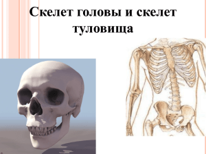 Скелет головы и скелет туловища