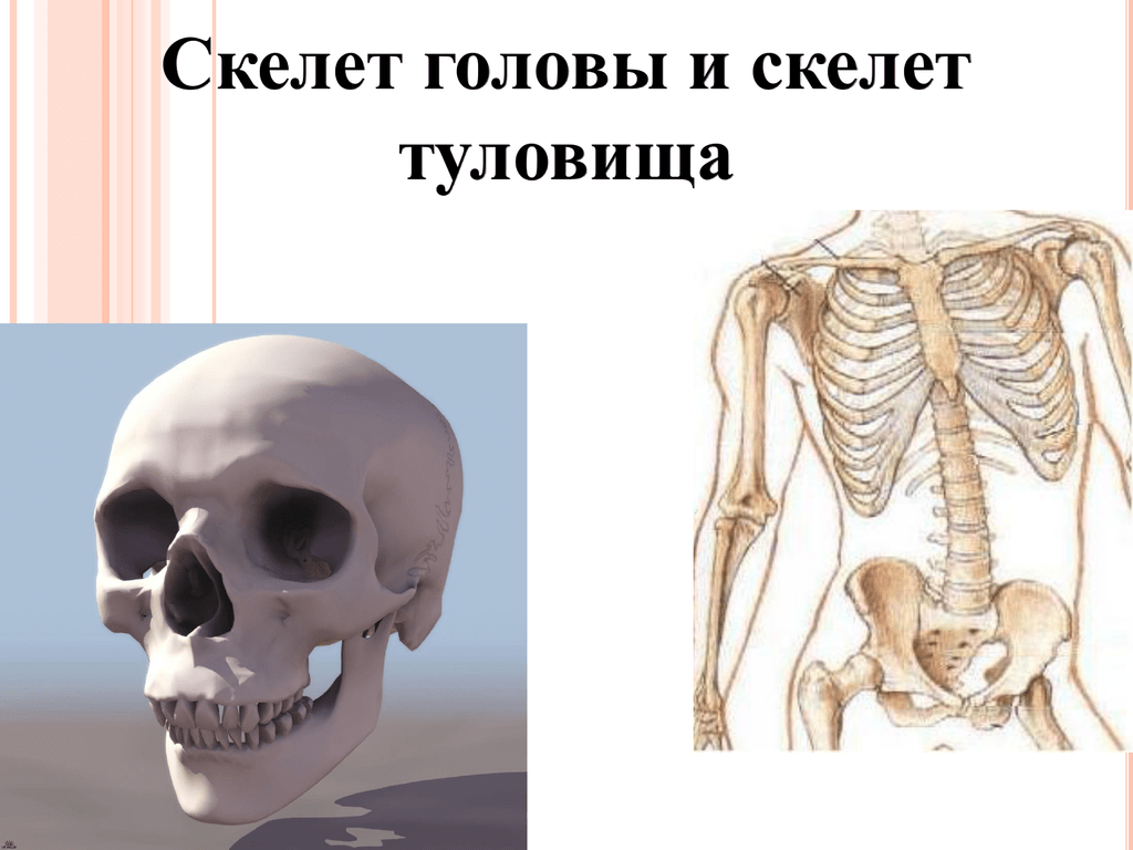 Скелет черепа биология. Скелет головы 8 класс биология. Биология 8 класс скелет головы и туловища. Кости черепа и туловища. Скелет головы туловища и конечностей.