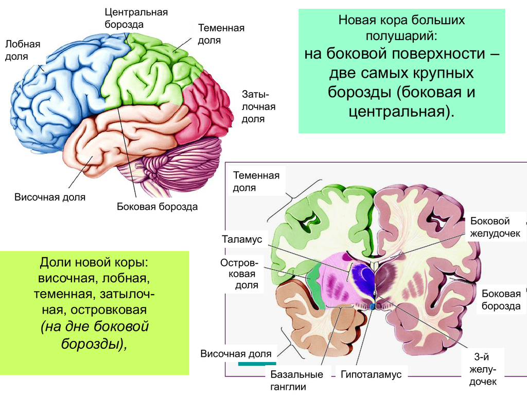 Основные зоны коры мозга. Строение островковой доли головного мозга.