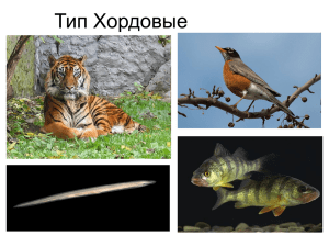 Тип Хордовые