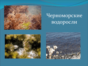 Слайд 1 - Черное море