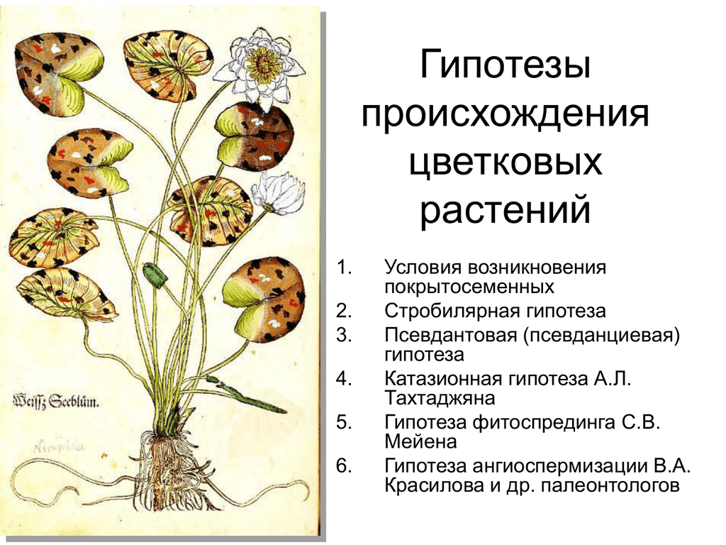 Покрытосеменные произошли от. Возникновение цветковых растений. Гипотезы происхождения покрытосеменных. Теории происхождения цветка покрытосеменных. Возникновение покрытосеменных растений.
