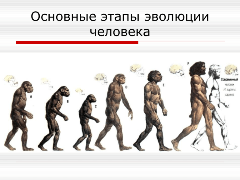 Стадии антропогенеза картинки