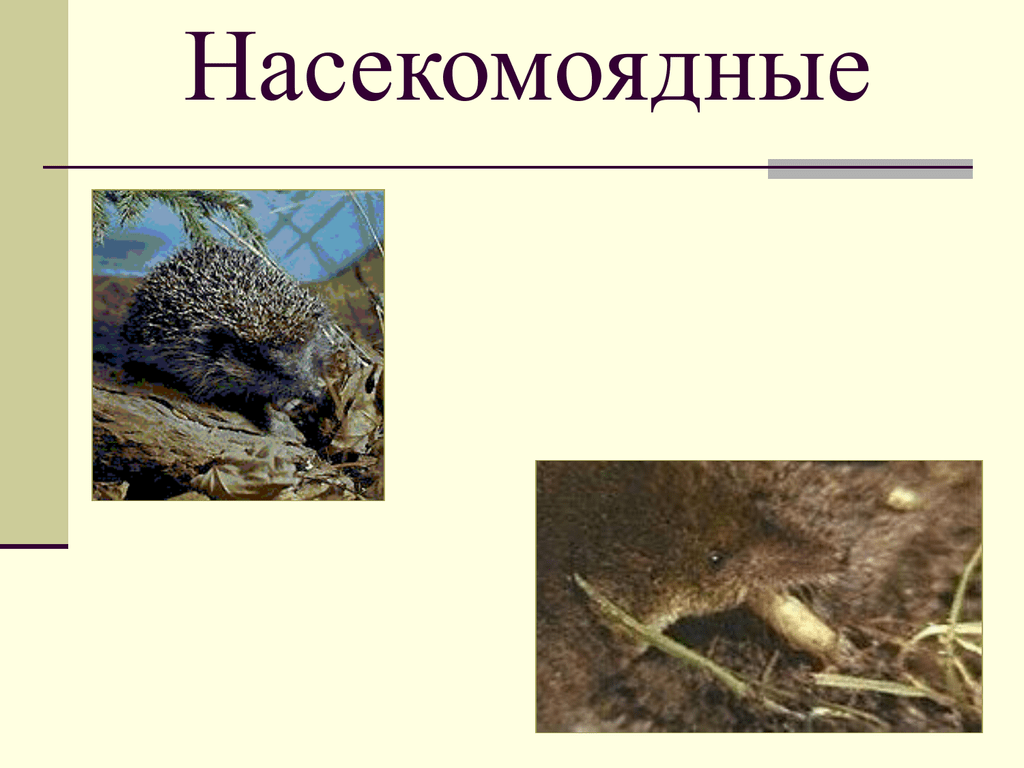 Насекомоядные примеры