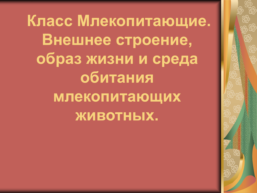 Строение образ жизни. Класс млекопитающие образ жизни.