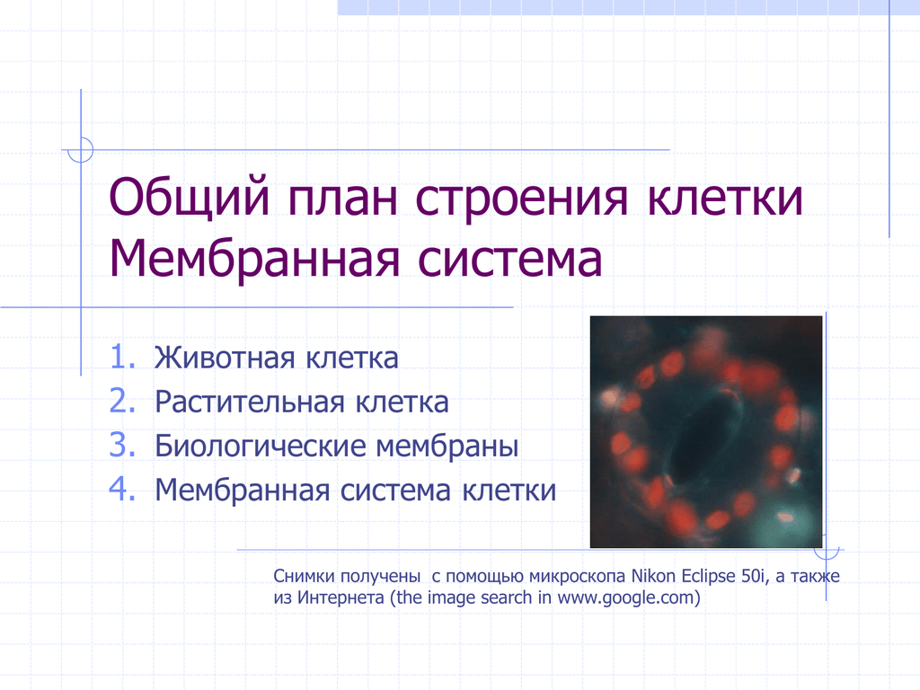 Мембранная система. Единая мембранная система клетки. Общий план строения клетки. Структура мембранных систем клетки. Мембранные системы клетки растений.