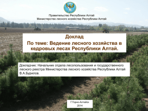 Доклад По теме: Ведение лесного хозяйства в кедровых лесах Республики Алтай.