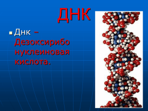 ДНК - mgavm.ru