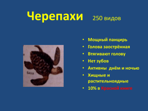 Черепахи 250 видов Мощный панцирь Голова заострённая
