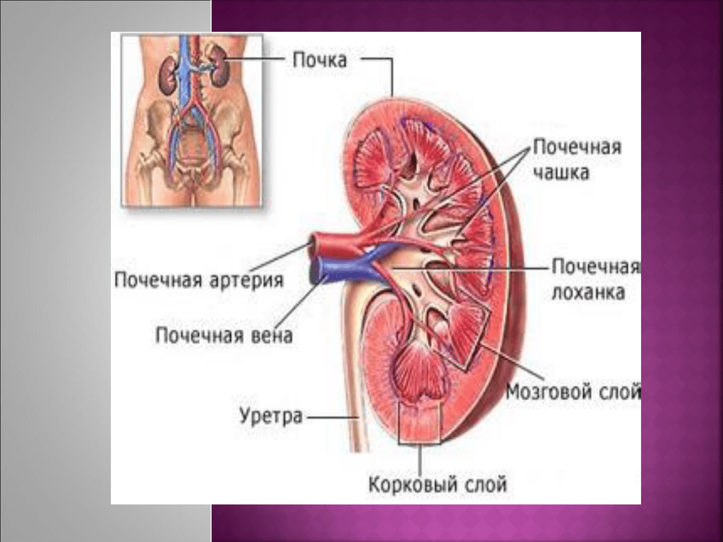 Воспаление почечной лоханки латынь. Большие чашечки почки. Малые и большие почечные чашки. Большие и малые чашечки почки. Малые и большие чашки почки.