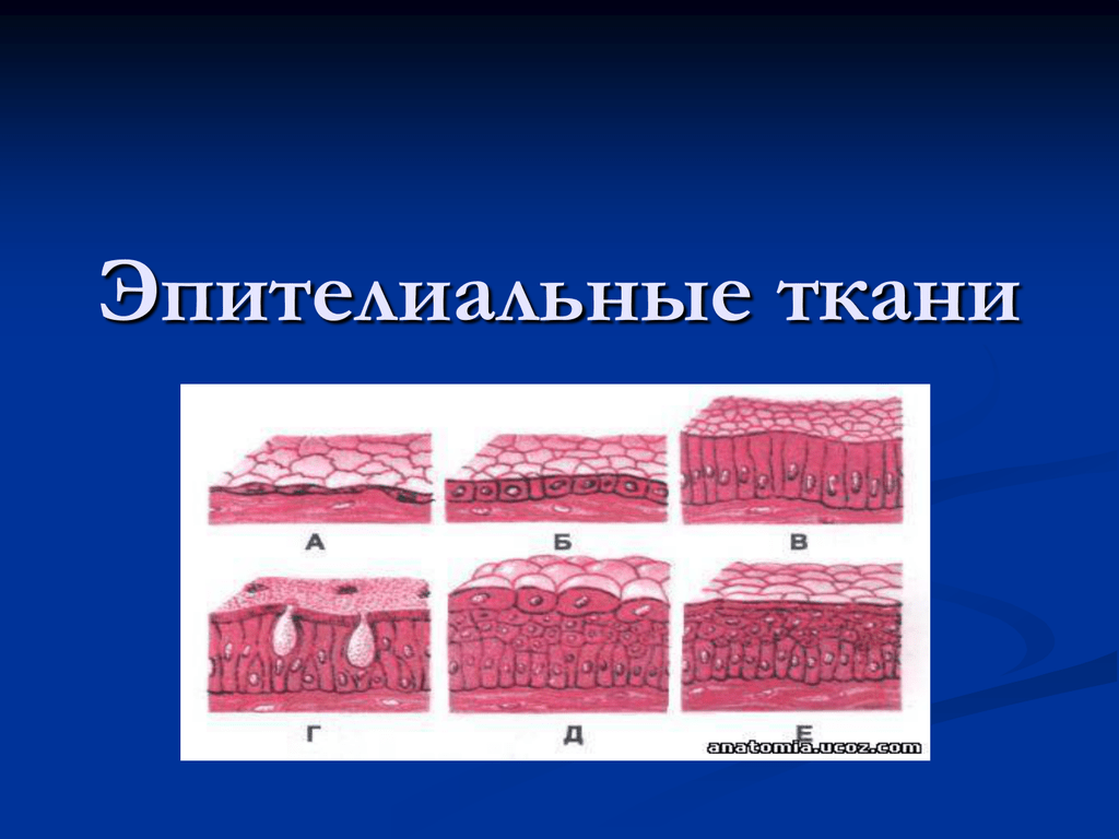 Пример эпителиальной ткани человека. Покровный эпителий строение ткани. Строение эпителиальной ткани анатомия. Железистый эпителий Тип ткани. Эпителиальная ткань покровный эпителий и железистый эпителий.