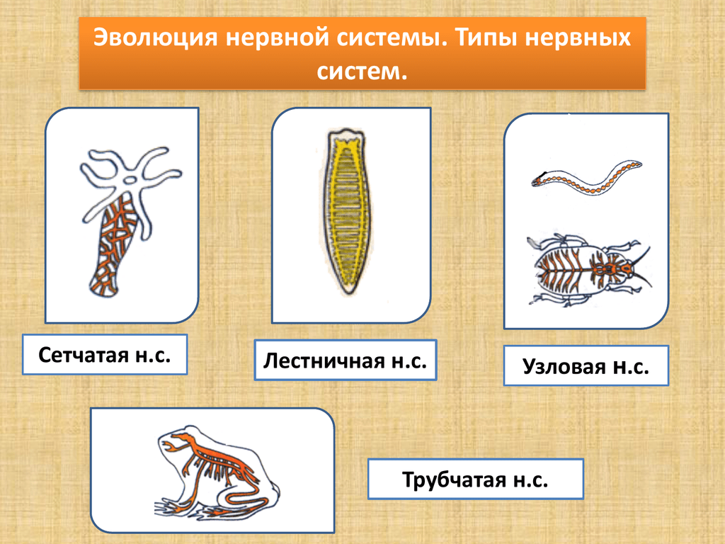Виды нервной. Типы нервной системы у животных 7 класс. Типы нервной системы у животных таблица. Типы нервной системы диффузная Узловая трубчатая. Эволюция нервной системы.