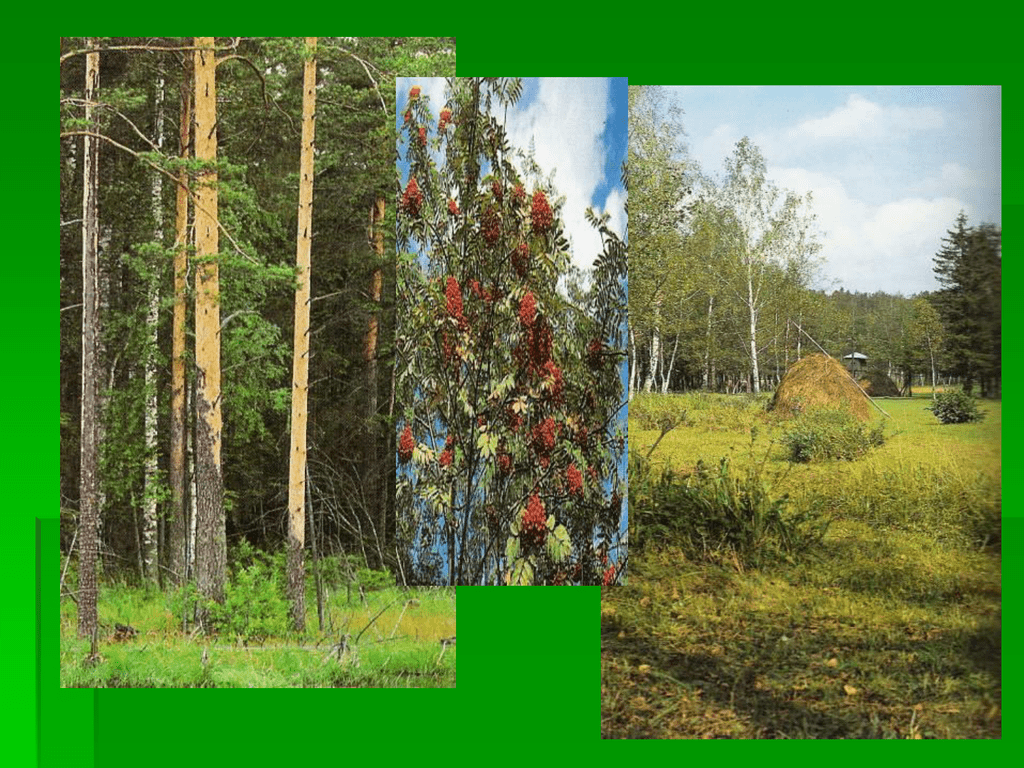 Кругом росла. Лес кругом там лес кругом. Стих лес как сказочное царство там кругом растут лекарства.