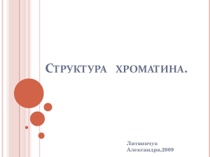 СТРУКТУРА ХРОМАТИНА. Литвинчук Александра,2009