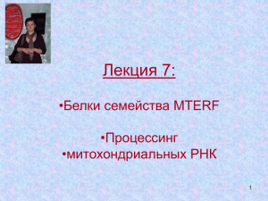 Лекция 7: •Белки семейства MTERF •Процессинг •митохондриальных РНК