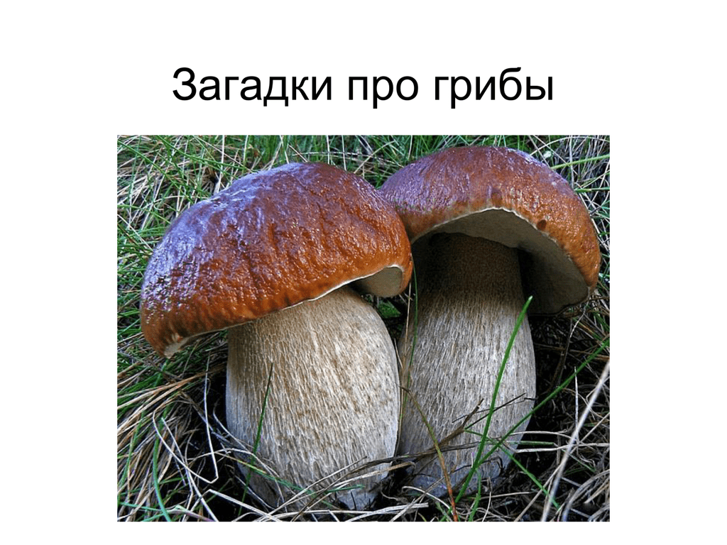 Грибы особая группа организмов. Загадка про белый гриб. Загадки про грибы. Загадки про грибы белый гриб. Загадка про гриб шампиньон.