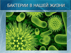 Бактерии в нашей жизни