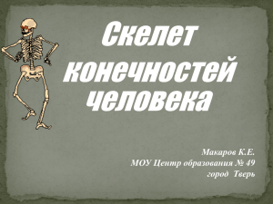 Скелет конечностей человека Макаров К.Е.
