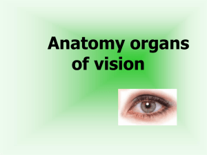anatomy organs of vision