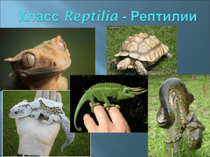 Класс Рептилии