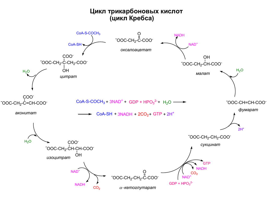 В цикле кребса образуется атф. Цикл трикарбоновых кислот (ЦТК). Цикл трикарбоновых кислот биохимия формулы. Цикл трикарбоновых кислот схема. Цикл Кребса биохимия.