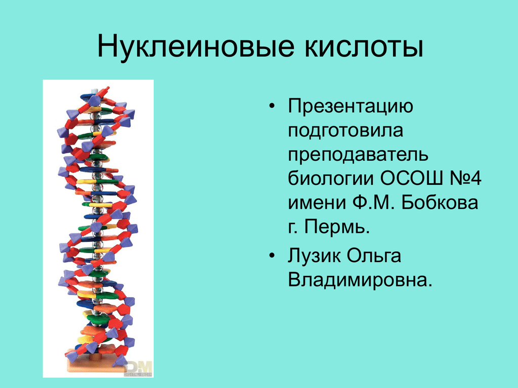 Первая нуклеиновая кислота. Нуклеиновые кислоты. Нуклеиновые кислоты биология. Нуклеиновые кислоты презентация. Схема строения нуклеиновых кислот.