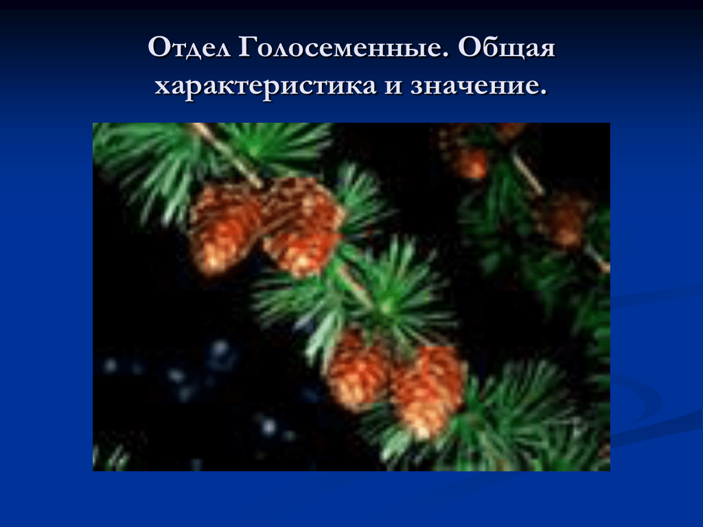 Примеры голосеменных. Отдел Голосеменные общая характеристика. Характеристика отдела Голосеменные. Описание голосеменных растений. Отдел Голосеменные общая характеристика и значение.