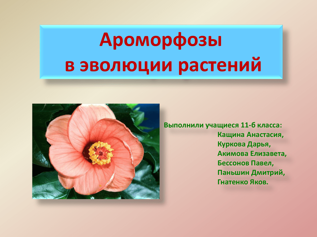 Ароморфоз покрытосеменных примеры. Ароморфозы растений. Примеры ароморфоза у растений. Ароморфозы цветка. Ароморфозы покрытосеменных.