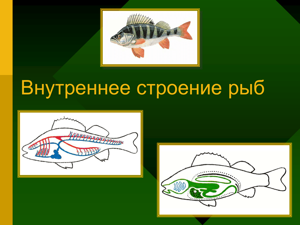 Жизнедеятельность рыб 7 класс. Строение рыбы. Внутреннее строение рыбы. Рыбы (биология). Строение внутренних органов рыбы.
