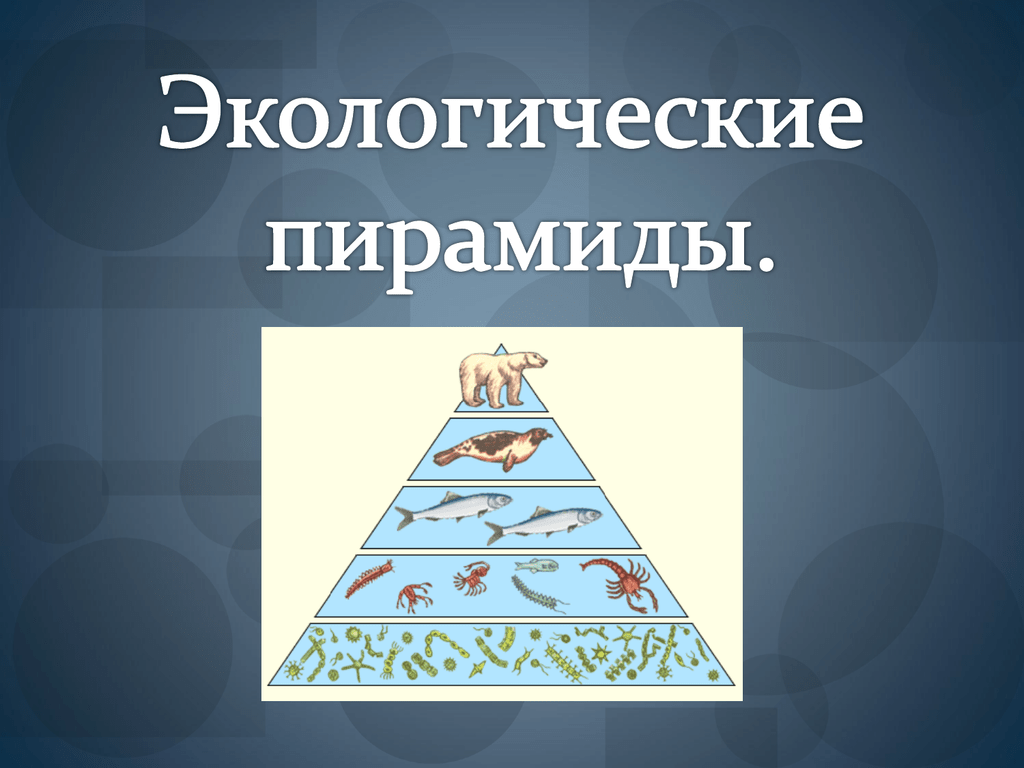 Пирамиды биология 11 класс. Пищевые уровни экологическая пирамида. Виды экологических пирамид. Правило экологической пирамиды. Экологические пирамиды презентация.