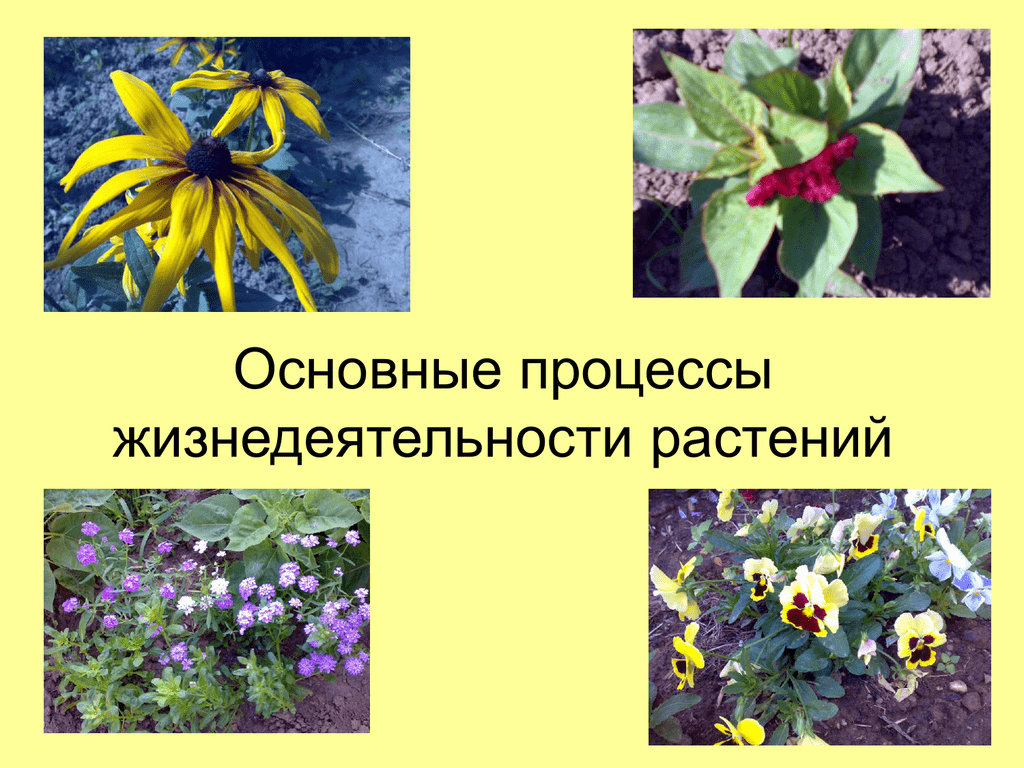 Как называется процесс жизнедеятельности растений 6 класс. Процессы жизнедеятельности цветковых растений. Процессыжинидеятельностирамтений. "Процессы жизнедеятельности растени. Процессы жизни растений.