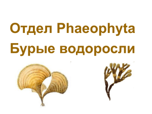 Отдел Phaeophyta Бурые водоросли