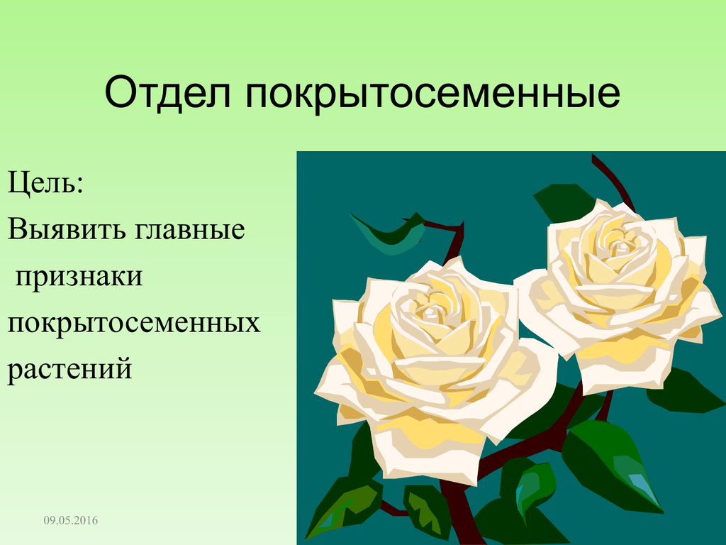 Преимущества покрытосеменных растений. Декоративные Покрытосеменные растения. Отдел Покрытосеменные цель. Главный признак покрытосеменных. Первые Покрытосеменные.