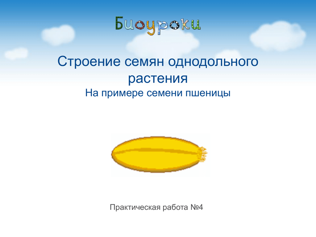 Лабораторная работа строение семени однодольных. Практическая работа н.4. Практическая работа пшеницей 4 класс.