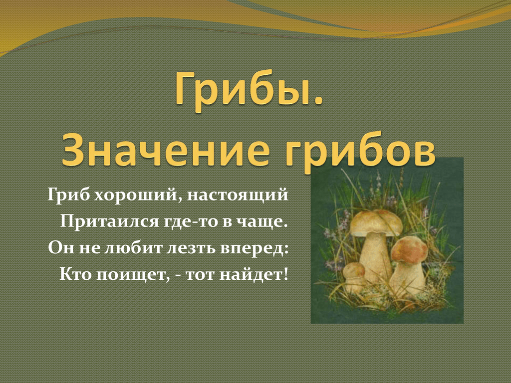 Что значит гриб. Грибы презентация. Гриб грибы презентация. Презентация грибница. Презентация грибы 1 класс.