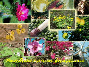 Многообразие жизненных форм растений