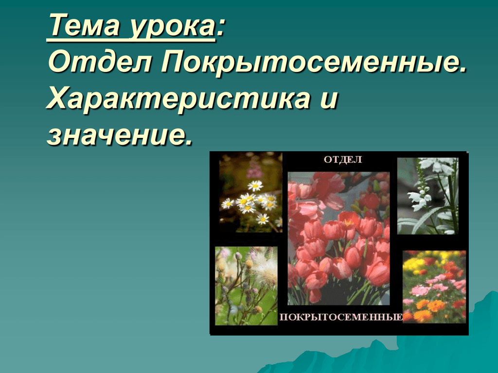 Значение цветковых. Отдел Покрытосеменные презентация. Отдел Покрытосеменные значение. Отдел Покрытосеменные общая характеристика. Роль покрытосеменных в природе.