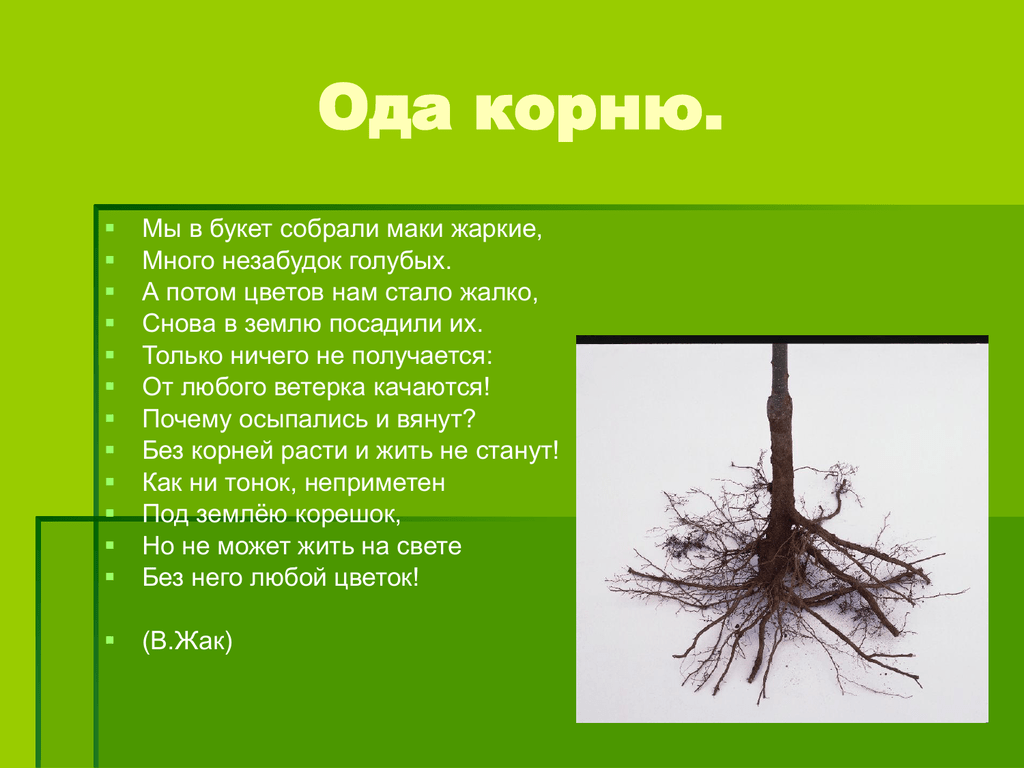 Корневая система тюльпана. Типы корневых систем деревьев. Тип корневой системы у мака. Какой корень у тюльпана. Тип корневой системы у тюльпана.