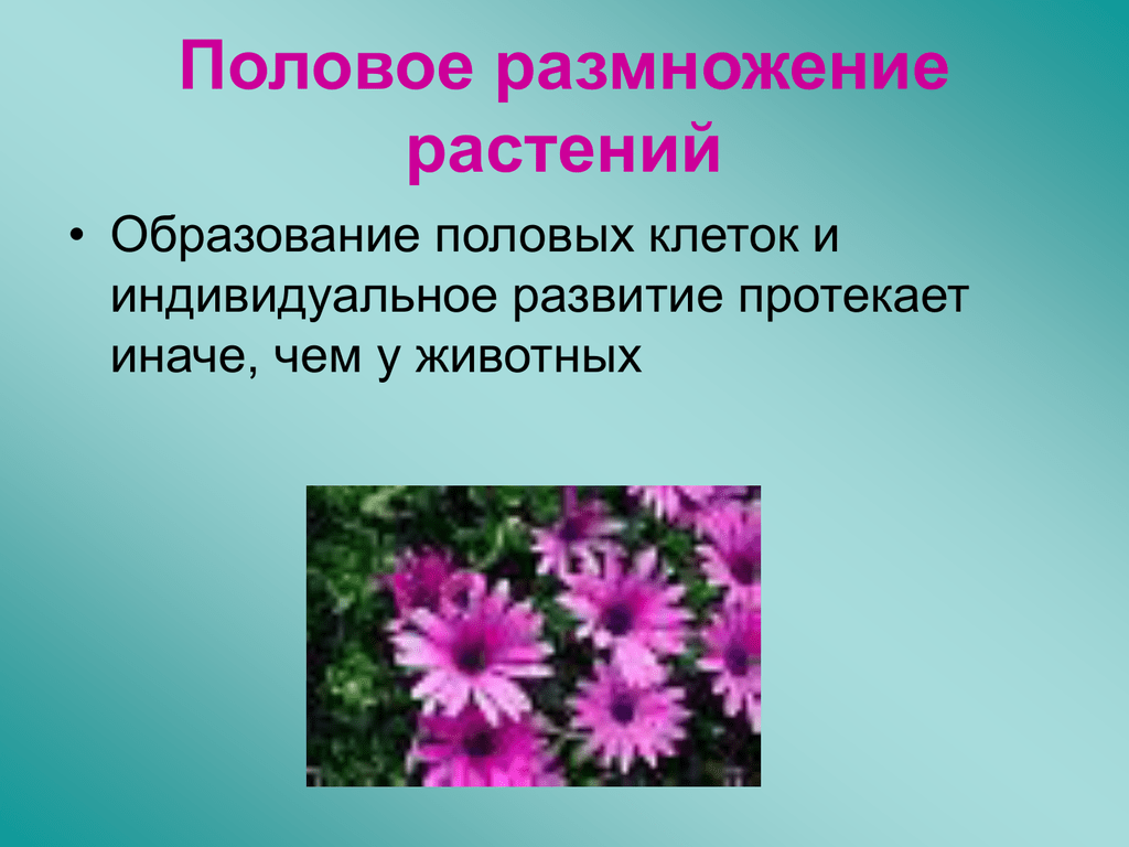 Образование цветов. Половое размножение растений. Размножение растений и животных. Половое размножение растений и животных. Растения размножающиеся половым путем.