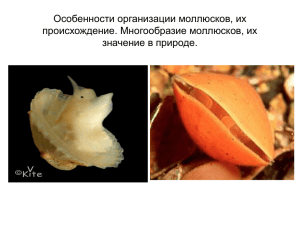 Особенности организации моллюсков, их происхождение