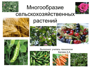 Многообразие сельскохозяйственных растений