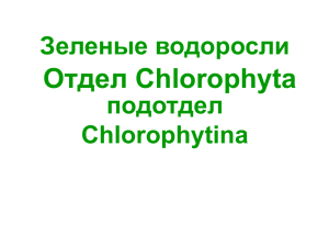 Отдел Chlorophyta Зеленые водоросли подотдел Chlorophytina